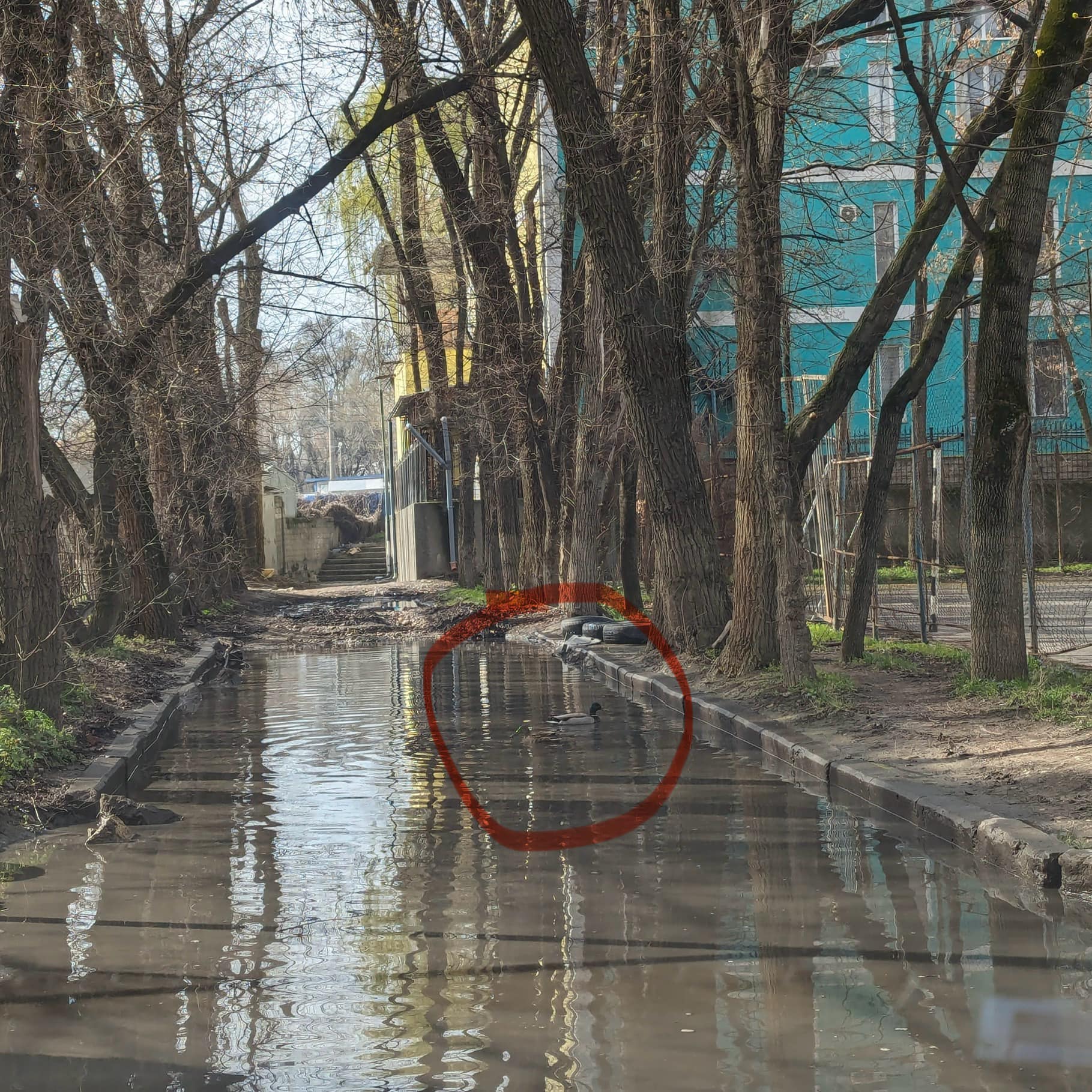 Rațe sălbatice pe o stradă din Chișinău