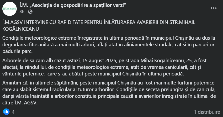 Vântul și canicula - motivele căderii unui copac peste aproximativ cinci mașini în centrul capitalei